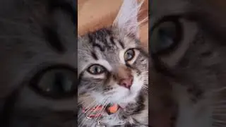 we got two cats