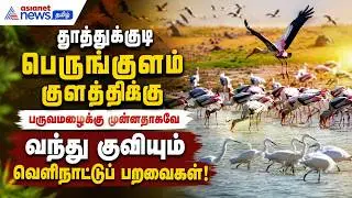 தூத்துக்குடி பெருங்குளம் குளத்திற்குப் பருவமழைக்கு முன்னதாகவே வந்து குவியும் வெளிநாட்டுப் பறவைகள்!