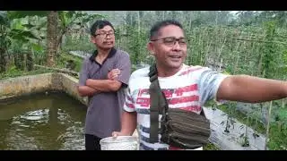 Jeritan Petani LELE akibat mahal nya harga pelet