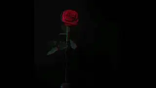 #Blackscreenstatus || #insta status || #whatsappstatus || #trending ||#night status || #new status
