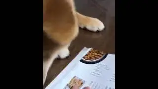 Собаки. Собака и журнал Dogs. Dog and magazine