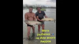 Мега-рыбалка, на реке Или, белый Амур без сходов,  июль 2021, совместно с каналом 
