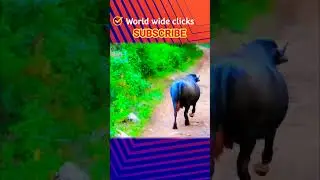 Wild animals