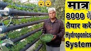 Build such a big hydroponics system on your terrace for just ₹8000 and harvest lots of vegetables.
