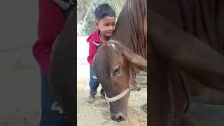 गइया मेरी गइया