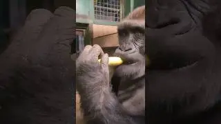 This gorilla loves bananas! #gorilla #eating #banana #asmr