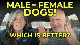 Male vs Female Dog Differences | Are Male and Female Dogs Different?