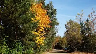 Bossa Nova Mix - Kolorowa jesień, Colorful autumn #spokojnamuzykarelaksujaca