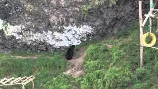 Oso loco