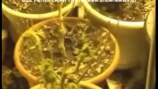 ТАУ Марихуановодство в большом городе