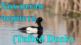 Хохлатая чернеть (Tufted Duck)