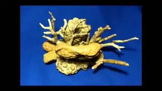 окаменелости -коралллы -АРК-ЮБК