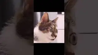 Страшный сон кота! Смешная озвучка