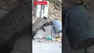 Валера! Смешная озвучка