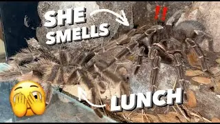 She so wanted him.... FOR LUNCH !!! 🍴