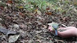 Handfeeding a blue tit 4K