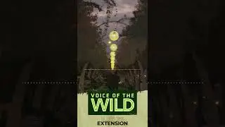 Voice of the Wild - Insect Sounds