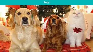 Dogs