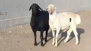 ГИССАРСКИЙ, АФГАНСКИЙ КУЧКАРЫ СУРХАНДАРЬИ 😍. ХИСОР, АФГОН КОЧКОРЛАР
