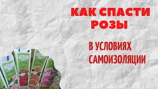 Как СПАСТИ РОЗЫ в режиме самоизоляции.
