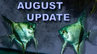AUGUST 2021 UPDATE
