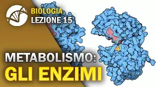 BIOLOGY - Lesson 15 - Enzymes | Cellular Metabolism