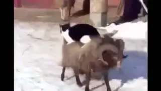 Прикол, кот едет на баране