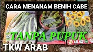 VLOK TKW ARAB || CARA MENANAM BENIH CABE TANPA PUPUK