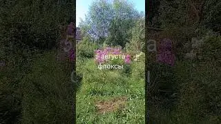 5 августа флоксы в полном цвету.