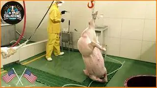 How Chinese Farmers Process 100 Pigs A Day | Chinese Bacon Factory | Pigs Farm