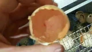 Инкубатор ТЖУ- 189.Роликовые лотки.