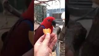 Parrot Talking - Smart And Funny Parrots Video | EP715