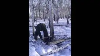 Валим березы домой
