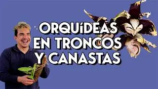 ¡Acompáñame a colgar orquídeas! | | ¡Cambiando más de 70 orquídeas de maceta!