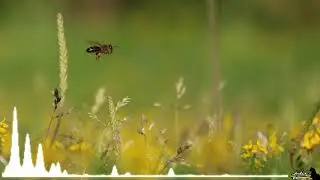 [Photo] Honey bee hovering near flowers - Shot by: MioPhotography.