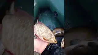 рыбалка на поплавок#shorts