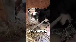 This chicken took all the eggs but got outsmarted 🫢
