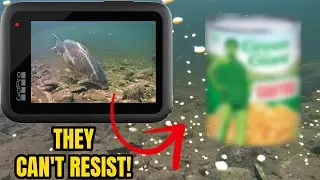Underwater Sweet Corn Fishing for Carp with LQ Rig