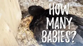 Eleanor's 19 EGGS are ready to HATCH!!! How many babies will she have?