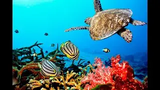 Snorkeling   Saint Martin