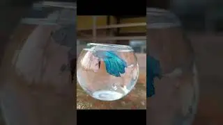 рыбка петушок