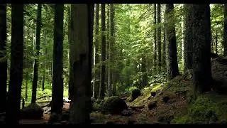 Mediakraft Live Stream Test