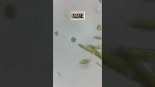 Microorganisms Under Microscope [Part 2] | Learn Practically #euglena #paramecium #science