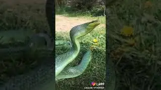 язык змеи