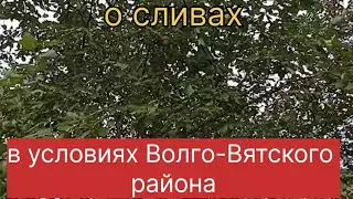 Слива в условиях Волго-Вятского района
