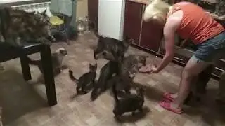 Maine coons, are asking for food