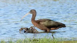 Glossy Ibis at Swarkestone Causeway,  06/11/2023