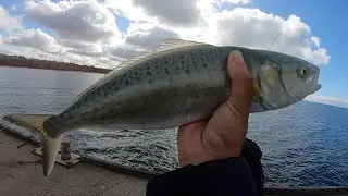 Jetty Fishing For Salmon and Squid!!