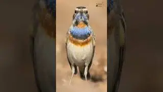 Colourful Bluethroat -  #pvrmurtyscaptures #wildlifephotoghraphy #bluethroat