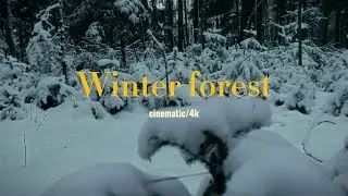 Зимний лес/